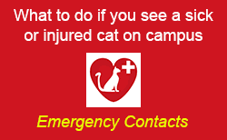 Cat on Campus - Emegrency Contacts