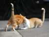 Pearl_and_Gingee_DSC_0053_crop_vs2